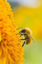 A Bee On A Sunflower