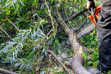 Wall Mural - A tree at work up a tree is cutting a tree branch using a chainsaw on fallen tree after storm