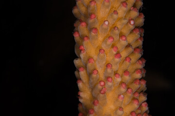 Wall Mural - Egg-sperm bundles before spawning of Acropora muricata