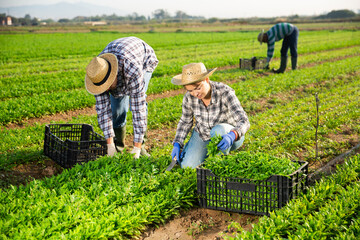 Portrait of man and woman seasonal farm workers harvesting arugula on field