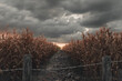 © Brilliant Eye - 3d Rendering of pathway in the middle of withered cornfield in front of dramatic sky
