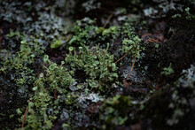 Light Green Lichen "kladonia Shapeless" On A Granite Rock