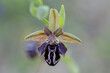 Grèce Crète Ophrys cretica