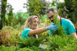 © Mangostar - Happy gardeners growing coniferous plants in pots. Blonde woman holding small thuja and working with grey-haired man in glasses. Blurred background. Gardening activity and summer concept
