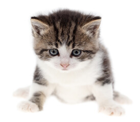 Wall Mural - Small kitten isolated on a white background.