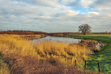 Wall Mural - Picturesque landscape with autumn colors in the Dutch National Park De Biesbosch on a cloudy day. The reed beds at the edge of the wide creek are yellowed and the tree contrasts bare against the sky.