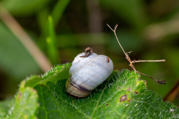 A macro image of a scrub snail or Genus Praticolella on a leaf close up