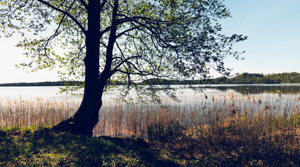 Sticker - Walk by the lake among the trees on a sunny spring day. The branches of a large tree gracefully bend over the water with reeds. Latvia