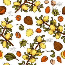 Seamless Pattern With Branch Argan Tree With Fruits, Nuts Argans, Leaves, Flower Argans Detailed Hand-drawn Sketches, Vector Botanical Illustration.