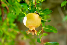 Not Yet Ripe Yellow Pomegranate On A Tree, Surrounded By Leaves With Clearly Visible Calyx