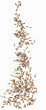 © Foodlovers - Grains of rye