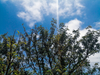 Cielo y arbol