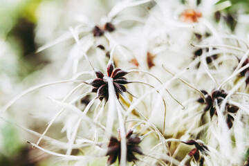 Plante légère avec des plumes dans le jardin - Arrière plan floral et fond flou	