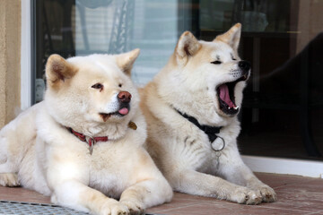 Outdoor close up portrait two of japanese akita inu dog