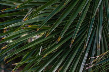 Wall Mural - green palm with yellowed leaves