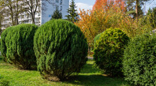 Topiary Art Of Junipers, Yew Taxus Baccata And Thuja In Autumn City Street. Formed Evergreens In Resort Area Of Goryachiy Klyuch. Excellent Nature Concept For Design. Selective Focus