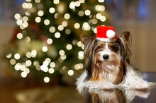 New Year Dog Yorkshire Terrier Santa Clau Christmas Tree