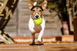 © josemiguelsangar - Perro blanco corriendo hacia cámara, con pelota amarilla en la boca. Raza de perro Jack Russell terrier.