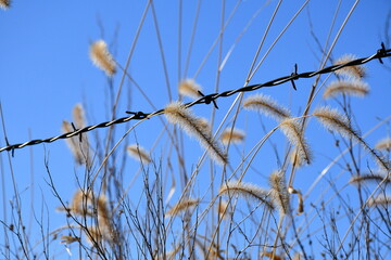 Wall Mural - Foxtail Grass in a Fence Row