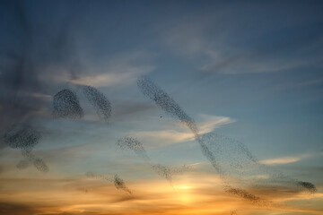 Wall Mural - Starling murmurations. A large flock of starlings fly at sunset in the Netherlands. Hundreds of thousands starlings come together making big clouds to protect against birds of prey. 