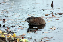 Cute Muskrat Swimming In The Lake Close Up Portrait