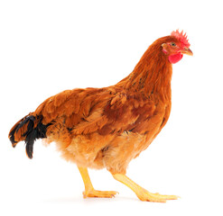 Wall Mural - Brown hen isolated.