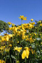 Rudbeckia Plants With Bright Yellow Blossom.