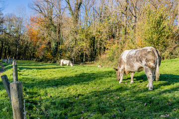 Agricultural farm surrounded by trees, two dairy cows with dark grayish white fur grazing quietly, sunny autumn day in the Dutch countryside with a blue sky in South Limburg, the Netherlands