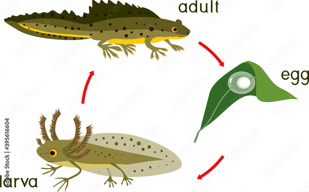 Newt Offspring เวกเตอร์ Stock Newt life cycle. Sequence of stages of development of ...