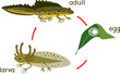 Newt life cycle. Sequence of stages of development of crested newt from egg to adult animal isolated on white background