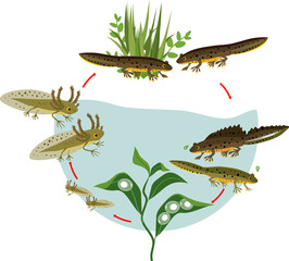 Wall Mural - Newt life cycle. Sequence of stages of development of crested newt from egg to adult animal