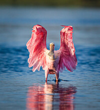 Roseate Spoonbill With Delicate Feathers Spread Wide