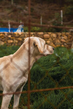 Closeup Of A Sad Labrador Retriever In A Dog Shelter Behind The Metal Fence