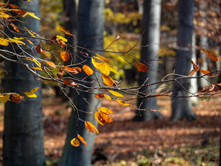 Wall Mural - the colors of the autumn forest