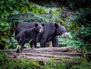 Young cub with his mother look up at noise in forest