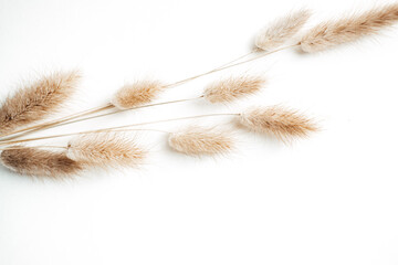 dried flowers and spikelets on a light background. twigs. Flat lay. Top view. copy space. special focus. closeup. 