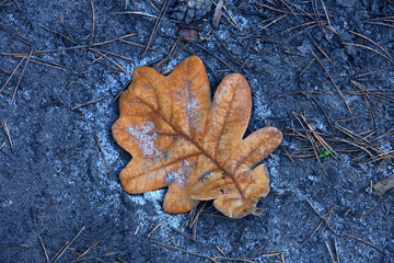 Wall Mural - alone autumn oak leaf on ground