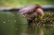 Red Squirrel sheltering under his own tail as the rain falls