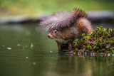 Fototapeta  - Red Squirrel sheltering under his own tail as the rain falls