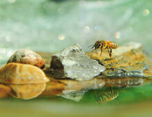 Honey Bee Sitting On Rock In Back Garden Bird Bath Taking A Drink Of Water