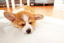 Welsh Corgi Pembroke Laying On Absorbent Sheet At Home Interior. Dog And Puppy Pee. Potty Training Pads For Pets.