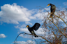 Close Up Of A Pair Of Cormorants Perched At The Top Of A Tree Against A Blue Sky Background