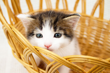 Wall Mural - Cute white spotted little kitten in a wicker straw basket on a knitted blanket