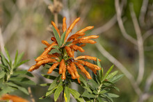 Closeup Of A "lion's Tail" Or "wild Dagga" Plant