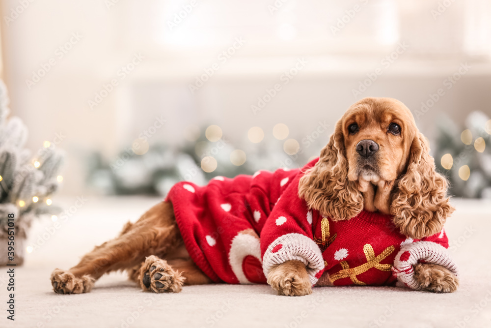 Adorable Cocker Spaniel in Christmas sweater on blurred background - obrazy, fototapety, plakaty 
