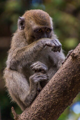 Macaque near Kinabatangan river, Sabah, Malaysia