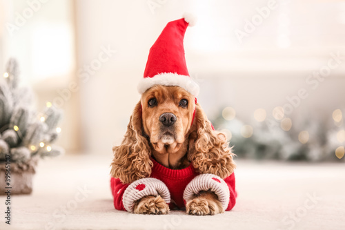 Fotomural Adorable Cocker Spaniel in Christmas sweater and Santa hat on blurred background