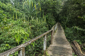  Boardwalk in Niah national park on Borneo island, Malaysia