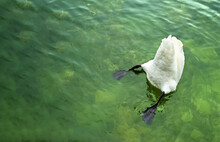 White Swan On The Lake And Diving Under The Crystal Clear Water For Eating.Beautiful Wildlife In Nature.