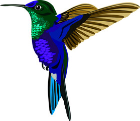 Wall Mural - vector of a hummingbird in flight